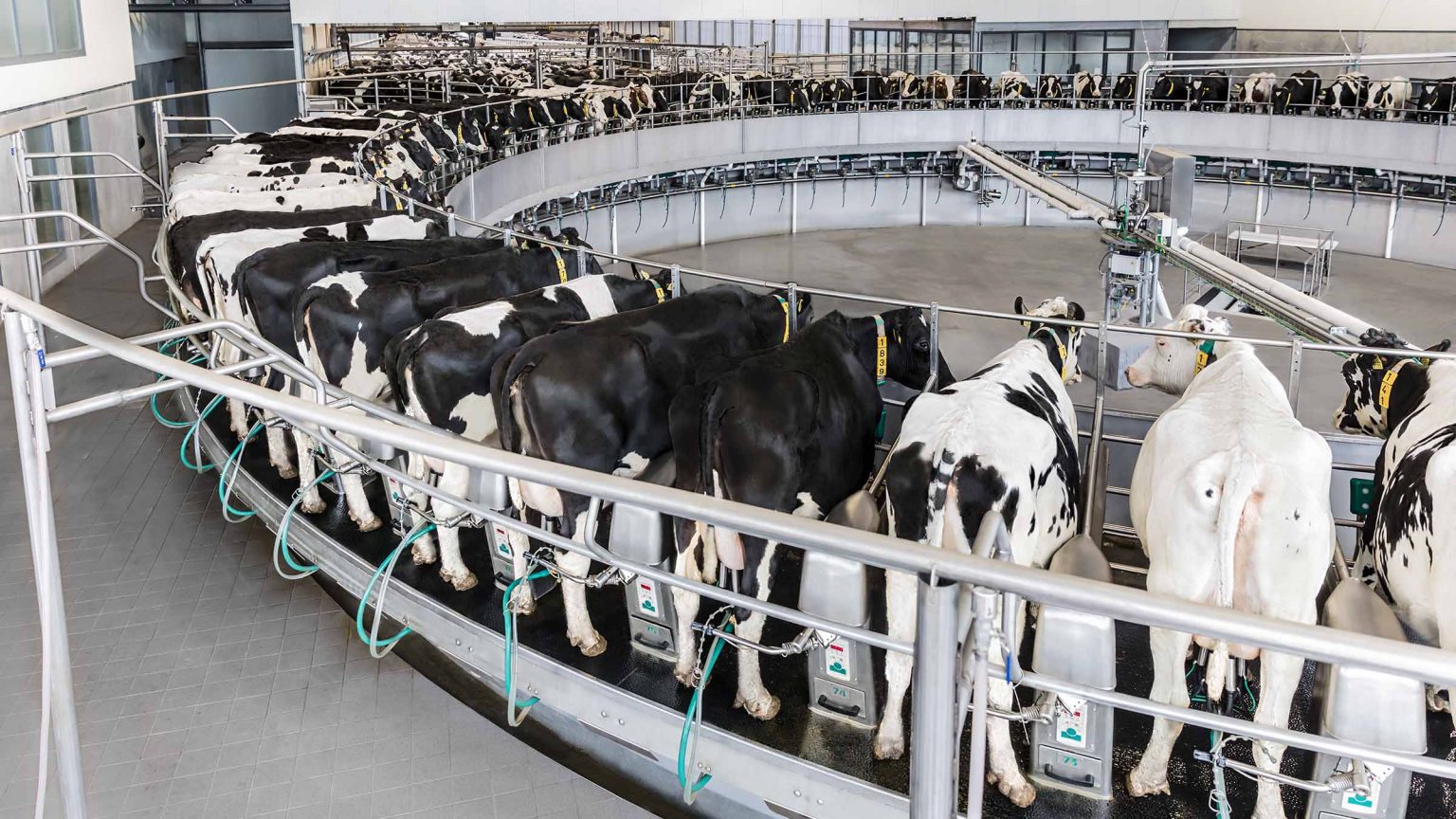 Dairyrotor T8900 Milking Parlour - DairyFlow